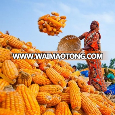 CORN 2018 CROP NEW BANGLADESH ORIGIN